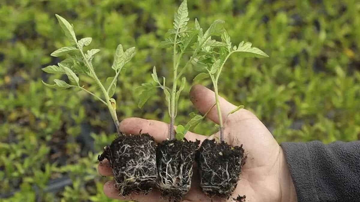 تصویر 1 از نشا گوجه فرنگی در شیراز با کیفیت مناسب کشت گلخانه و مزرعه